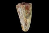 Fossil Phytosaur Tooth - New Mexico #133324-1